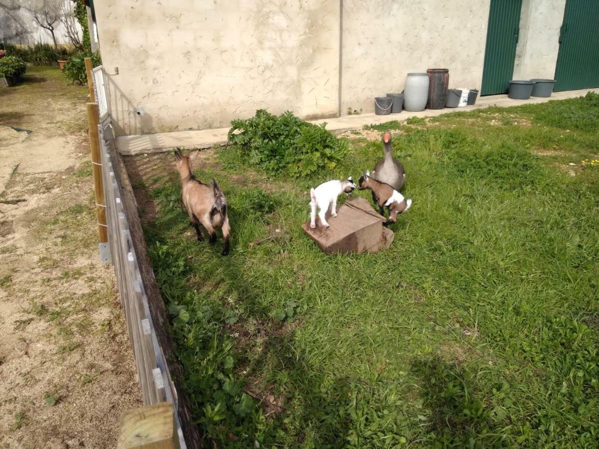 Quinta Da Mesa Βίλα Macinhata do Vouga Εξωτερικό φωτογραφία